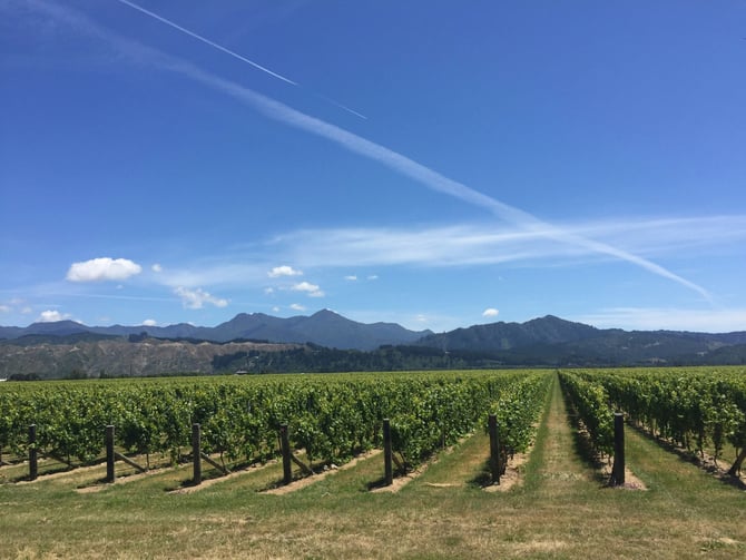 Vineyard rows with mountains and blue sky in Washington wine country