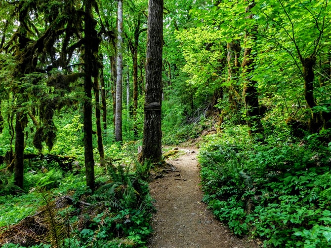 Evans Creek Preserve forest trail through meadow and wetlands