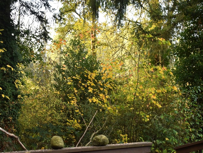 Deck railing with autumn foliage and Pacific Northwest trees