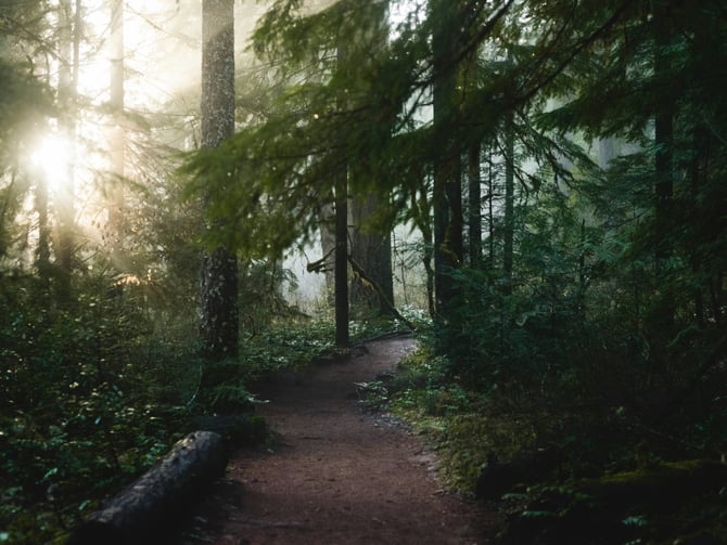 East Lake Sammamish Trail paved path through forest